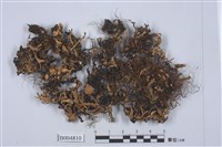 藏品(條袋梅衣)的圖片